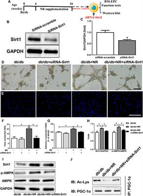 Nicotinamide Riboside Enhances Endothelial Precursor Cell Function to Promote Refractory Wound Healing Through Mediating the Sirt1/AMPK Pathway